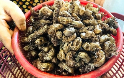 Thương lái bất ngờ thu mua 1 loại xác động vật giá 2 triệu đồng/kg, người dân đổ xô vào rừng tìm