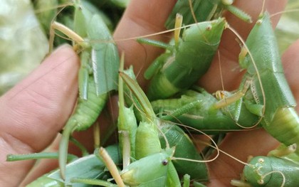 "Côn trùng bay" giá cả triệu đồng/kg: Ngon, bổ nhưng khi ăn cần lưu ý