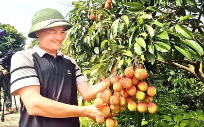 Vải Bắc Ninh mất mùa, 1 vườn vải u trứng vẫn bán giá kỷ lục