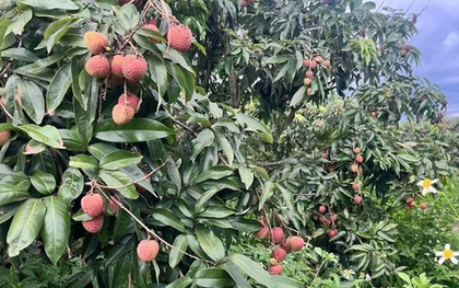 Sau Trung Quốc, Ấn Độ cũng trồng loại cây Việt Nam đang vào mùa: Được mệnh danh ‘vàng đỏ’ trên cây, năng suất 100 kg quả/ha