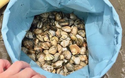Loại hải sản ăn vào bổ não, tốt tim mạch, tăng miễn dịch: Chứa đạm ngang 3 quả trứng