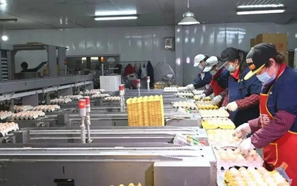 "Đột nhập" nhà máy sản xuất 450.000 quả trứng tươi/ngày, phát hiện "thông tin" về dây chuyền chế biến được đầu tư hơn 193 tỷ đồng