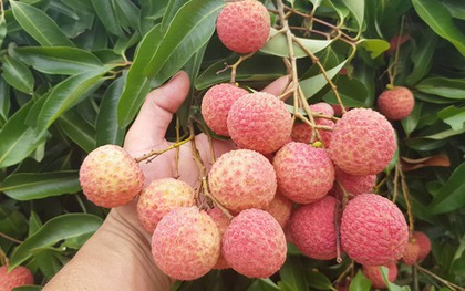 Loại quả "quốc dân" vào mùa hè nhưng bác sĩ cảnh báo không nên ăn cùng 2 thứ này: Có thể làm mất vitamin C, tăng nguy cơ tụt đường huyết nguy hiểm