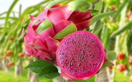 5 loại trái cây được ví là "máy quét đường ruột" mùa hè: Giàu chất xơ, hỗ trợ nhu động ruột, giảm táo bón hiệu quả nếu ăn đúng cách