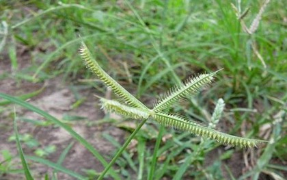 3 loại cỏ dại là "thuốc toàn năng": Nhiều người nhổ bỏ mà không biết
