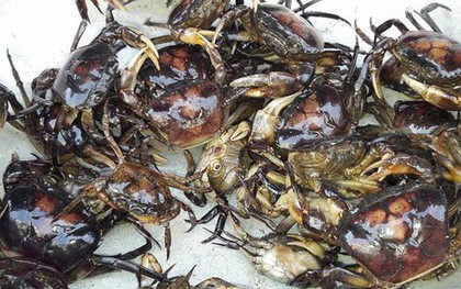 Cua đồng – món ăn dân dã quen thuộc ngày hè tốt cho xương