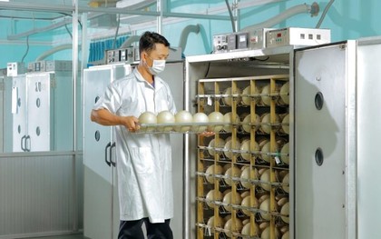 Trung tâm làm ra quả trứng nặng 1,5kg giá nửa triệu của một đại gia Việt: Chi phối 60% thị phần, công nhân phải canh hứng từng quả trứng