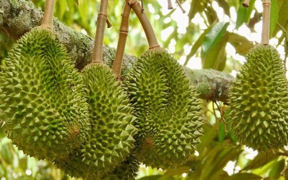 Tránh Việt Nam và Thái Lan, một đối thủ sầu riêng chọn lối đi riêng: Không chạy theo sản lượng, tập trung bán phân khúc cao cấp tại Trung Quốc