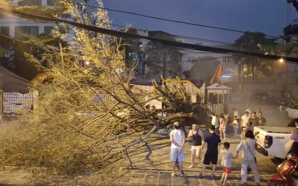 Hà Nội: Sau nắng nóng kỷ lục, mưa to gió lớn giật tung cây xanh, ôtô bị đè bẹp giữa phố