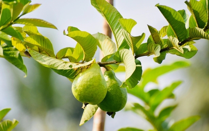 3 công dụng của lá ổi, biết để tận dụng ngay