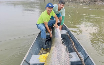 2 anh em bắt được con cá khổng lồ nặng 130kg, dài 2,2 mét trên sông
