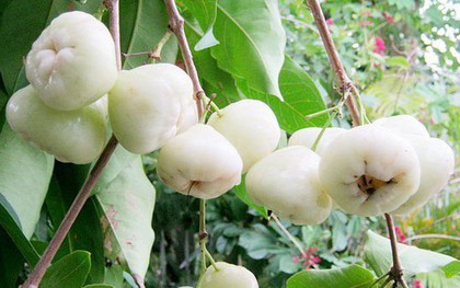 Thứ quả quê chín rụng ít ai nhặt: Sang nước ngoài giá vài trăm nghìn/kg, được ví như 'vua trái cây'