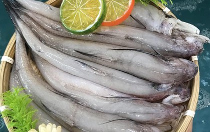 Đặc sản biển nổi tiếng của biển, có giá trị dinh dưỡng cao, mang lại nhiều lợi cho sức khỏe