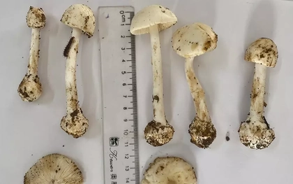 Ăn canh nấm lạ, 6 người ngộ độc, 1 người tử vong