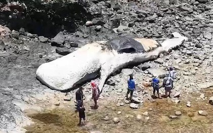 Ngư dân phát hiện xác cá voi nhà táng dài 15 mét trôi dạt vào bờ biển