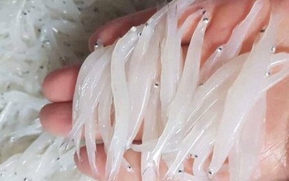 "Ngọc trong nước" độc nhất ở sông Đà, cực bổ dưỡng người già và trẻ nhỏ đều thích