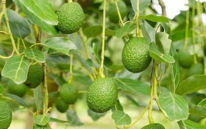 Loại quả quen thuộc cụ ông 125 tuổi ăn mỗi sáng, ở Việt Nam trồng bạt ngàn