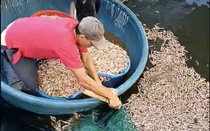 Phát hiện 8 túi lạ dưới đáy ao, công an điều tra vụ tôm chết hàng loạt