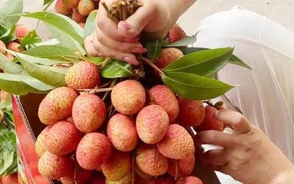 Chưa từng có: 300.000 đồng/kg vải thiều tại vườn