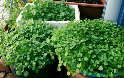Loại rau tốt cho sức khoẻ nhất hoá ra mọc đầy Việt Nam, các nhà khoa học mất 1 thập kỷ nghiên cứu