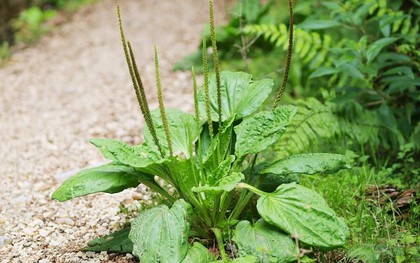 Báo Cuba thông tin về một loại cây mọc dại ở Việt Nam: Có hàng loạt tác dụng bất ngờ