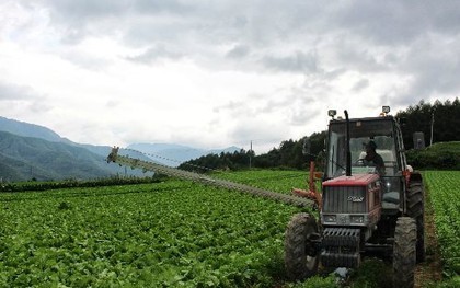 Phát hiện nhiều nông dân thoát nghèo, kiếm hơn 5 tỷ đồng/năm nhờ trồng 1 loại rau