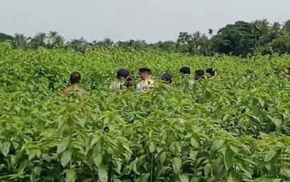 Phát hiện 6,2 tỷ đồng tiền mặt chôn trên cánh đồng đay