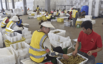 Thương lái Trung Quốc đến tận vườn gom mua một thứ, nhiều nông dân Campuchia đổi đời, đua nhau xây nhà mua xe