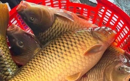 Loại cá giàu protein, giúp kéo dài tuổi thọ ở người cao tuổi