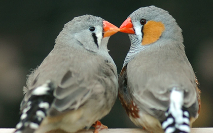 AI đã giải mã được tiếng chim, ngày con người nói chuyện được với động vật sắp đến gần?