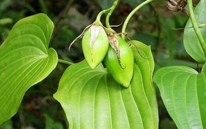 Loại cây mọc dại được ví quý "như sâm người nghèo", giúp bổ phổi, giảm ho nhưng ít người biết đến