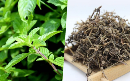 Cây thạch đen có tác dụng gì với sức khỏe?