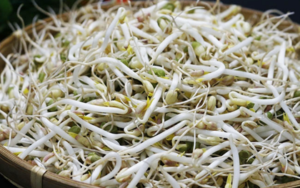 'Nước kẹo' dùng để ủ giá đỗ nguy hiểm thế nào?