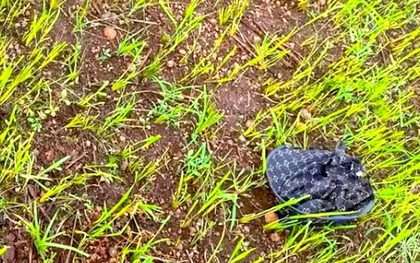Nữ sinh lớp 8 đi chăn bò thuê bị sét đánh tử vong