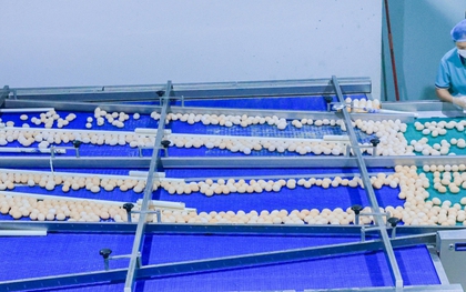 Phát hiện 1 nhà máy trứng sản xuất gần 900.000 quả/ngày: Trứng “không chạm đất” từ lúc đẻ tới lúc bán