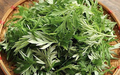 Vì sao người xưa thường trồng cây ngải cứu trong vườn?