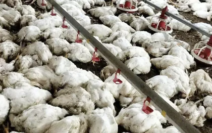 Mất điện làm hơn 2 vạn con gà chết ngạt