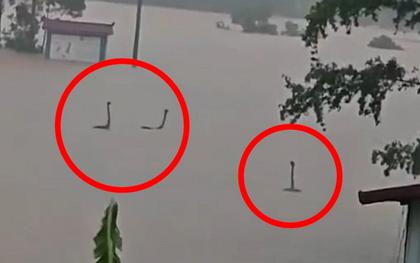 Làm rõ bức ảnh rắn ngóc đầu như “quái vật hồ Loch Ness” trong nước lũ Trung Quốc: Sự thật còn không tưởng hơn