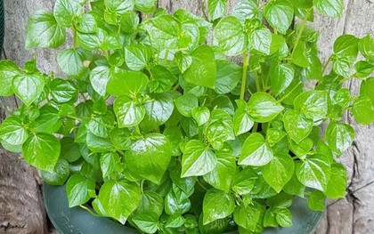 Loại rau dại ở Việt Nam được thế giới săn lùng: Là "thuốc" chống ung thư, hạ đường huyết