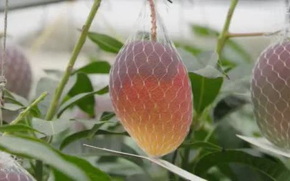 Giống xoài lạ đắt bậc nhất thế giới, mỗi cây chỉ có 5-7 quả: Đã thu hoạch lứa đầu tiên ở Việt Nam!