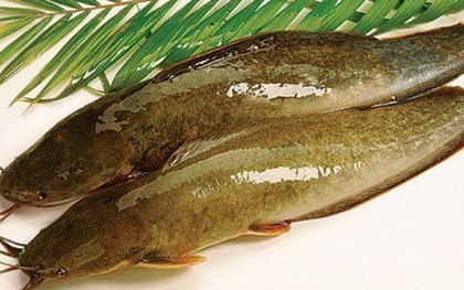 Loại cá có vẻ ngoài giản dị là cả một thế giới món ngon, rất giàu omega-3 và protein