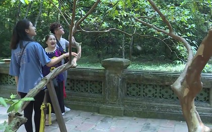 Cây ổi "biết cười” khoảng 93 tuổi ở Thanh Hóa: Biết cách gãi đúng mới chịu... cười