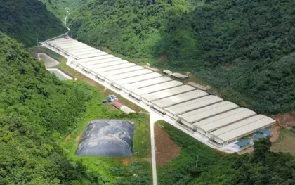 Ba người tử vong do tai nạn ở trang trại nuôi lợn tại Thanh Hóa