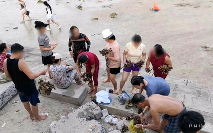 Dù có biển cấm, nhóm du khách vẫn bẻ, nhặt san hô ở Hòn Chồng mang về