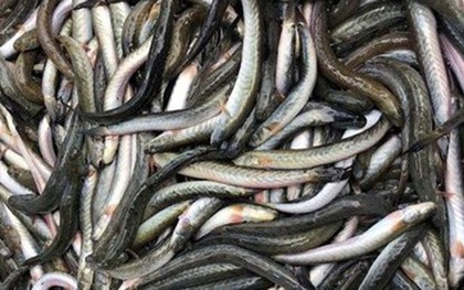 Loại cá giàu dưỡng chất có lợi cho sức khỏe nhưng tên khá lạ