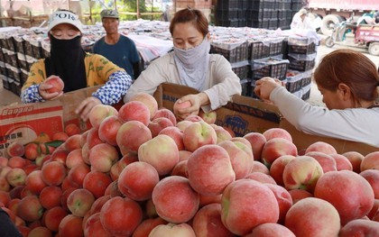 Bé trai làm hỏng 3 quả đào trong siêu thị, cách xử lý của người mẹ được khen "đáng tiền hơn mọi lớp học kỹ năng"