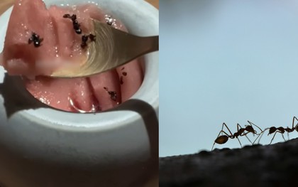 Nhà hàng hai sao Michelin tại Hàn Quốc vướng vòng lao lý vì rắc hàng chục nghìn con kiến vào món tráng miệng độc lạ