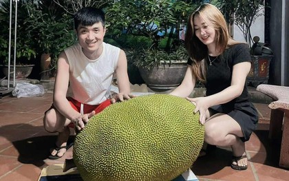 Xuất hiện quả mít 50kg ở Bắc Ninh, mỗi năm chỉ ra 1-2 quả, hương vị gây tò mò