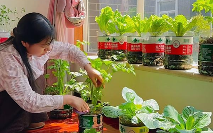 Cô gái biến ban công 6m² thành vườn rau hơn 20 loại: Mỗi ngày chăm 10 phút, rau xanh ăn không hết
