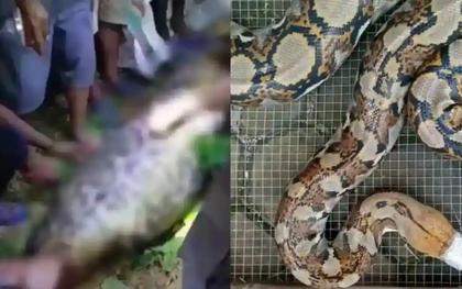 Bi kịch kinh hoàng tại Indonesia: Người đàn ông bị con trăn gấm nuốt chửng trên đường về nhà